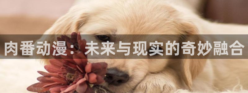 动漫每日推荐：肉番动漫：未来与现实的奇妙融合